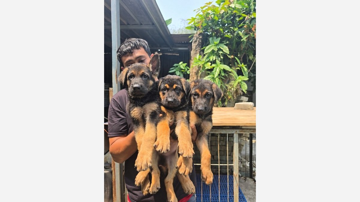 Tiga anakan German Shepherd jantan di Tangerang
