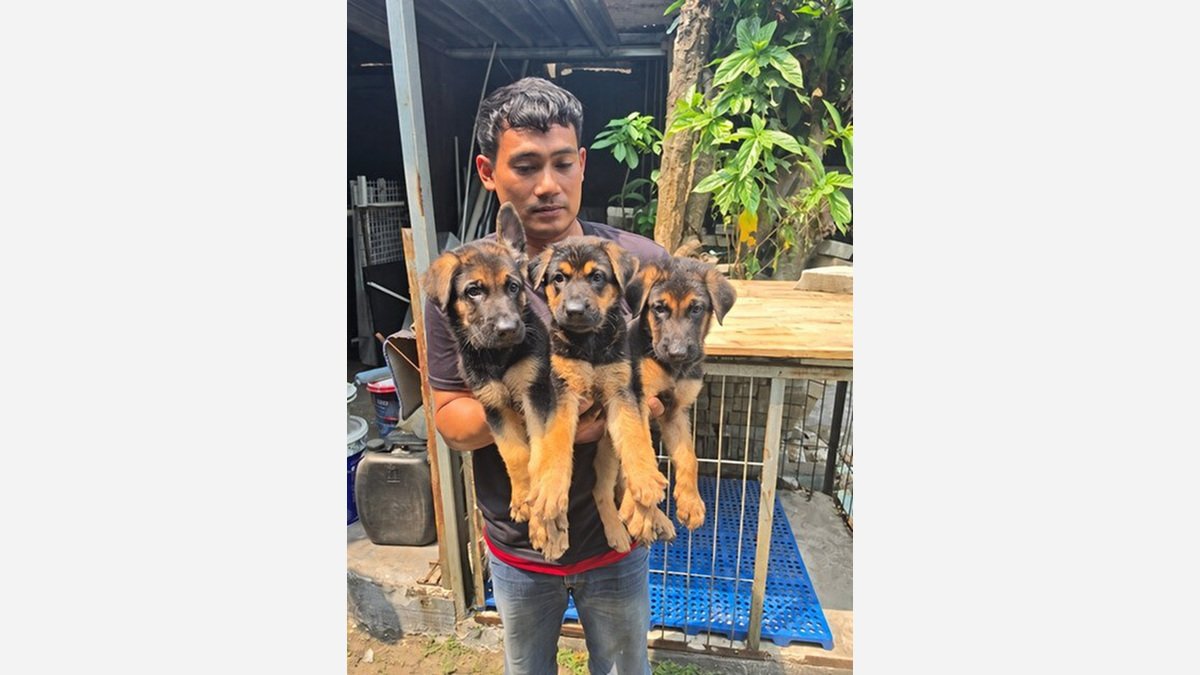 Foto ketiga puppy German Shepherd jantan di Tangerang