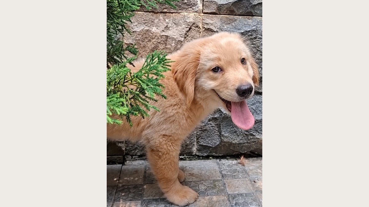 Jual Puppy Golden Retriever Jantan Stambum di Bogor
