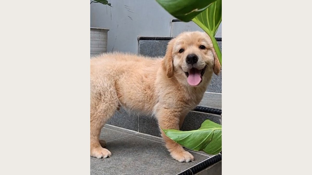 Puppy Golden Retriever jantan di Bogor, foto galeri 2