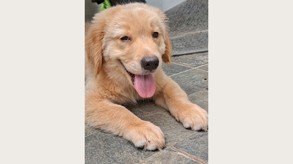Puppy Golden Retriever jantan di Bogor, foto galeri 3