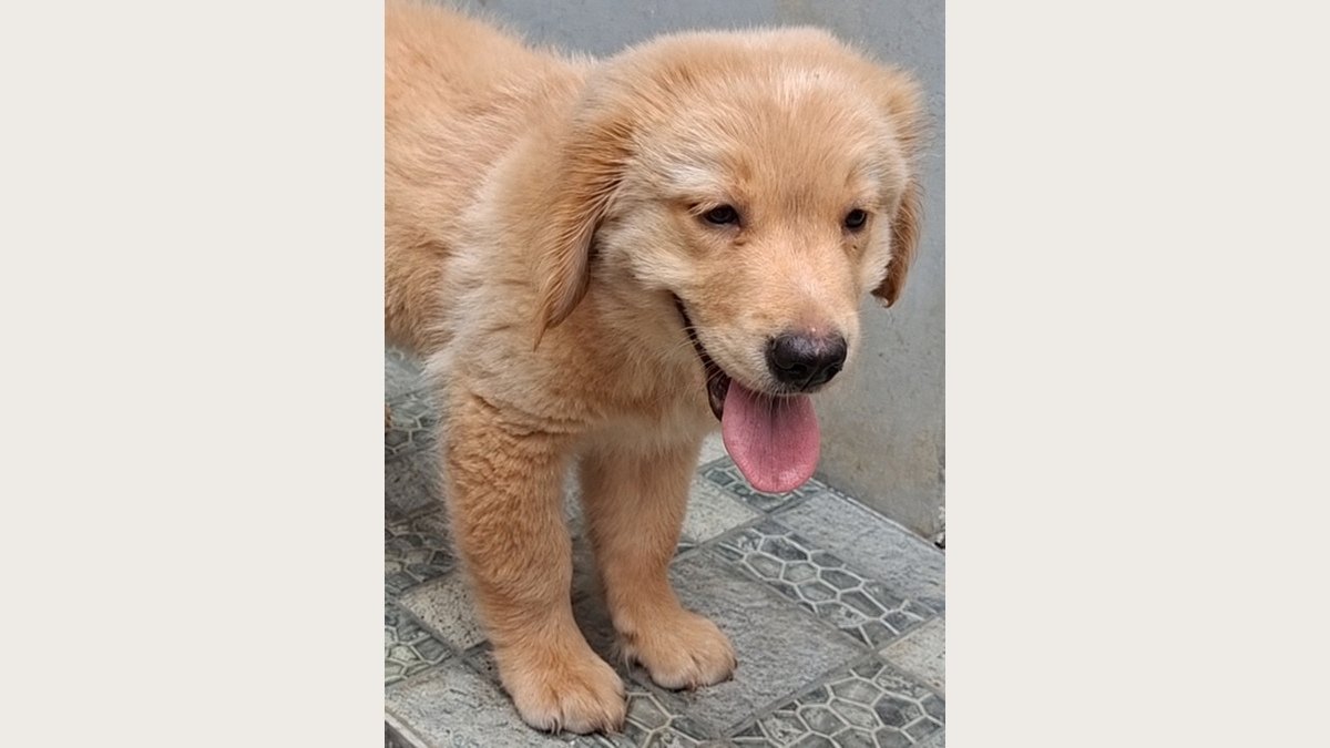 Puppy Golden Retriever jantan di Bogor, foto galeri 4