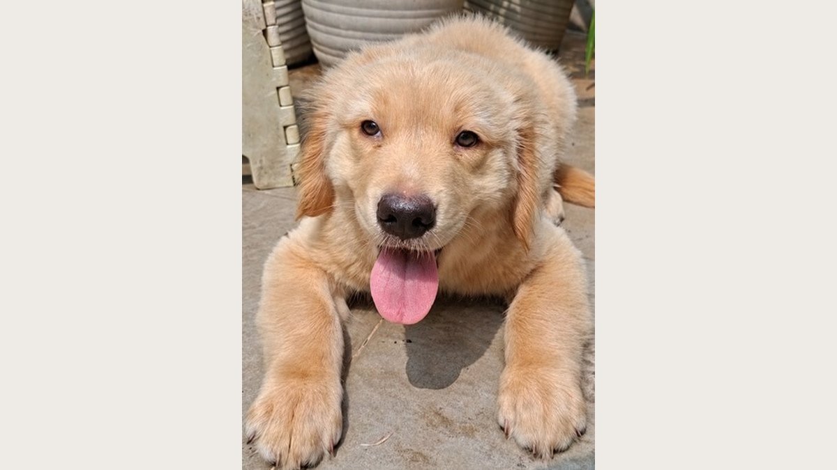 Puppy Golden Retriever jantan di Bogor, foto galeri 5