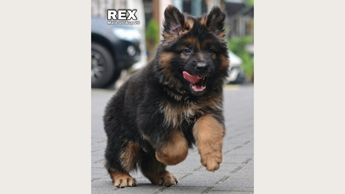 Jual Puppy Herder Rex Jantan Longhair Stambum di Bandung