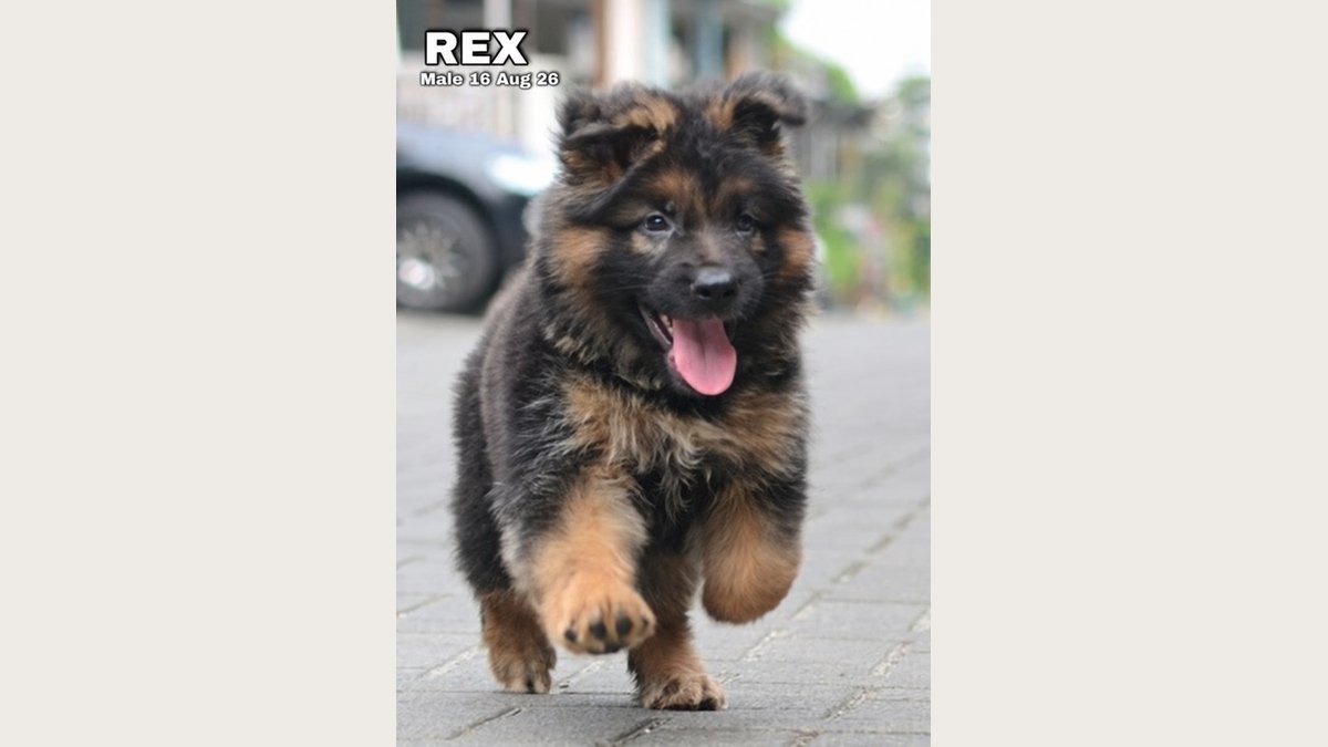 Rex, puppy Herder jantan black tan, foto galeri 2