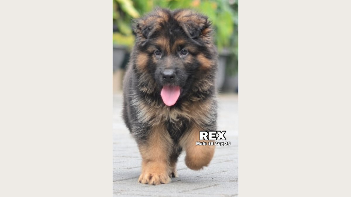 Rex, puppy German Shepherd jantan di Bandung, foto galeri 3