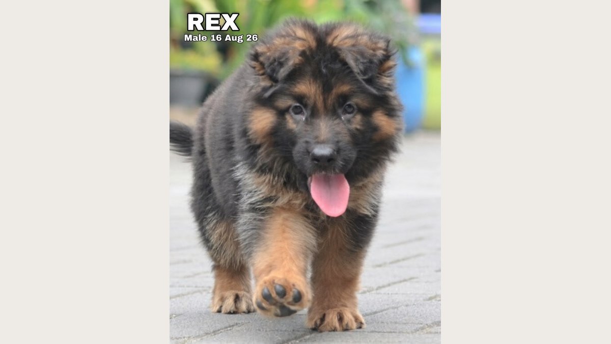 Rex, puppy Herder longhair stambum, foto galeri 4