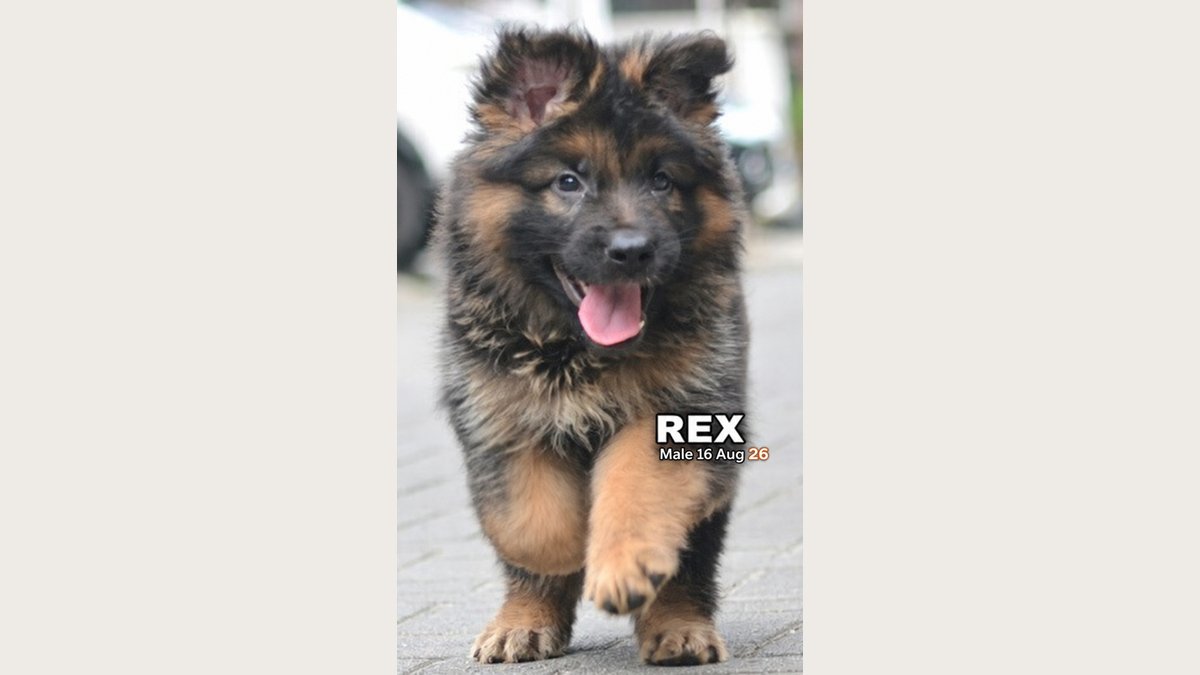 Rex, puppy Herder jantan di Cempaka Hijau Bandung, foto galeri 5