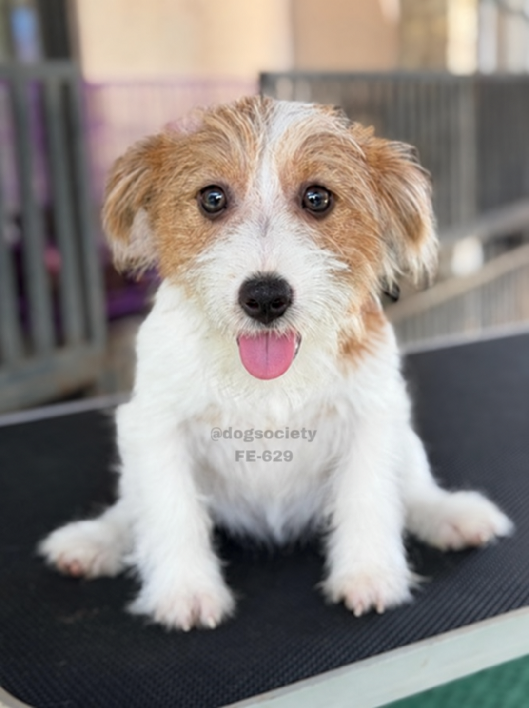 Jual Puppy Jack Russell Terrier Betina Rough Coat di Bali