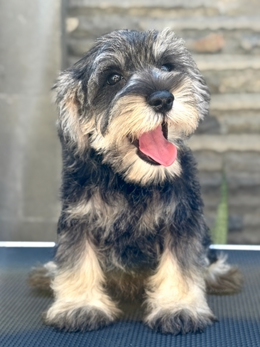 Jual Puppy Miniature Schnauzer Jantan di Denpasar Bali