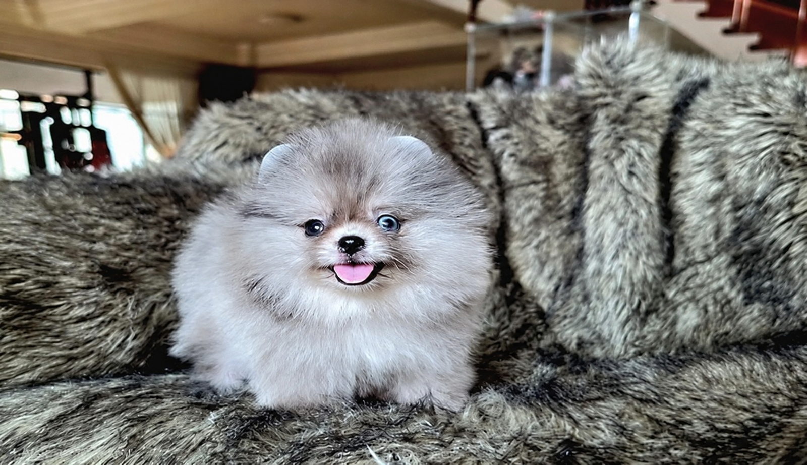 Jual Puppy Pomeranian Blue Merle Mata Biru di Surabaya