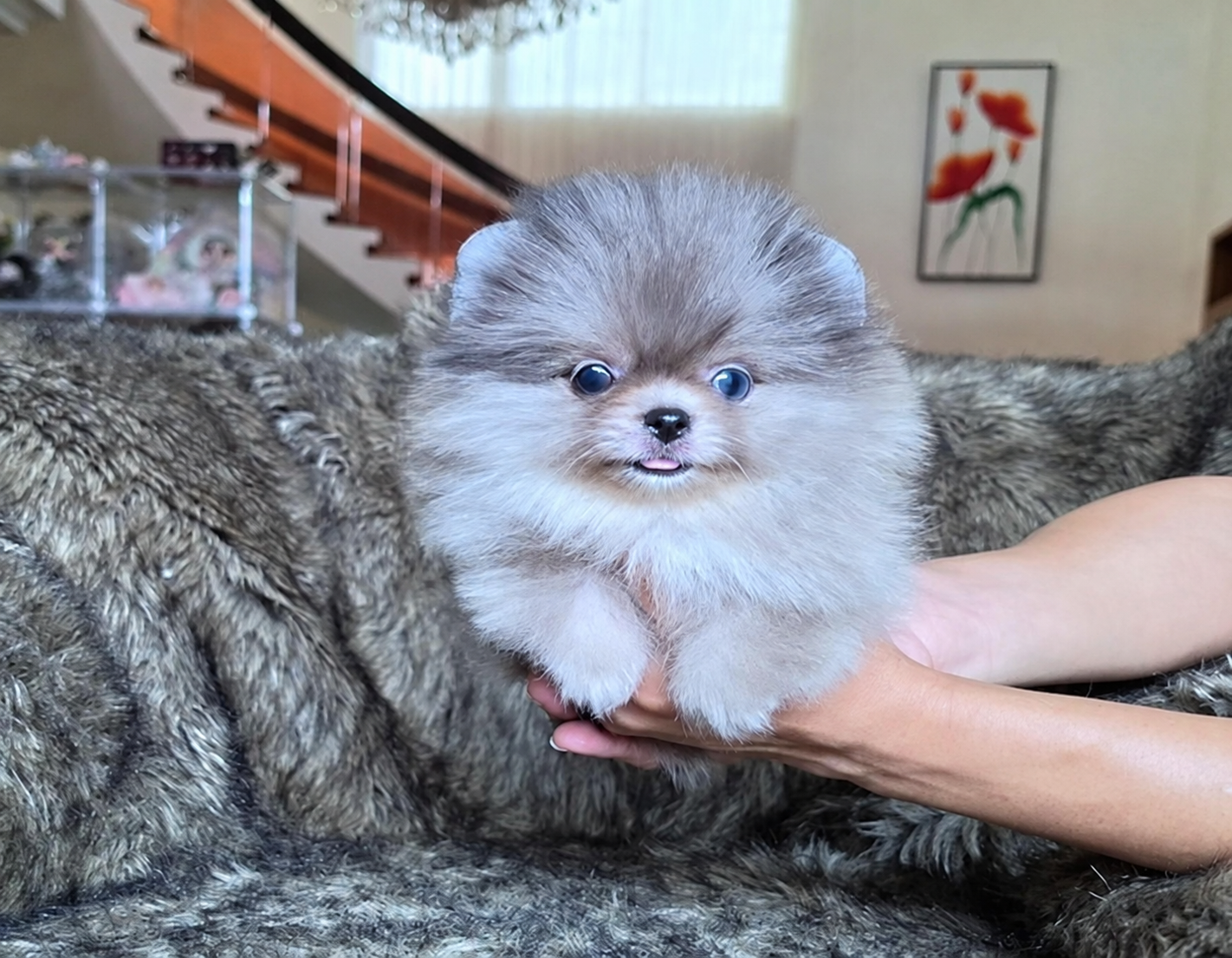 Puppy Pomeranian blue merle jantan di Surabaya