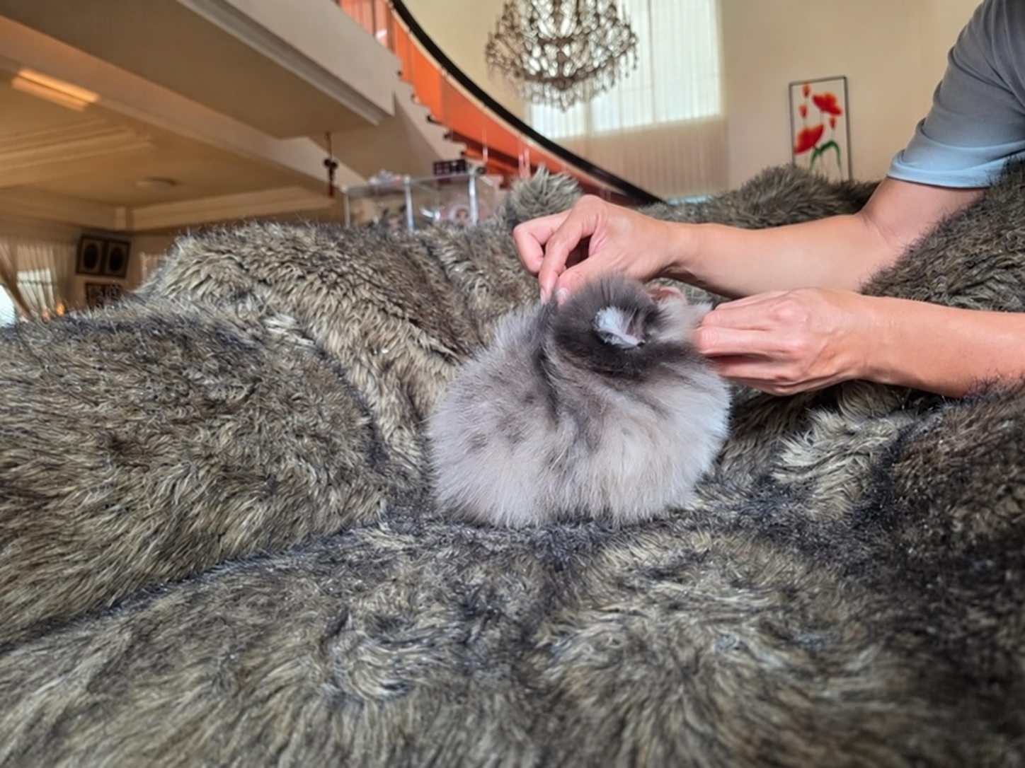 Tampak samping Pomeranian blue merle berbulu lebat