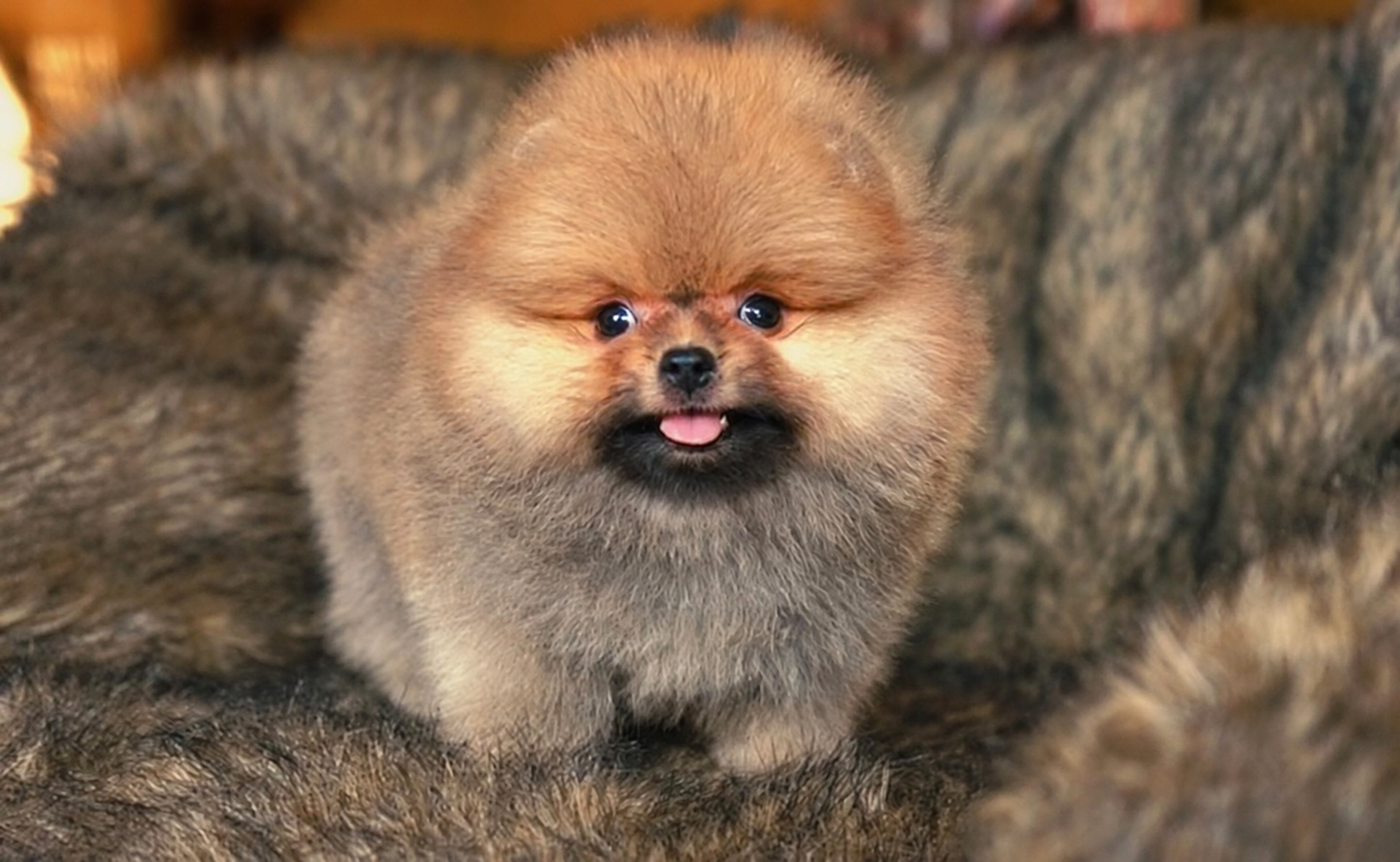 Jual Puppy Pomeranian Teddy Bear di Surabaya