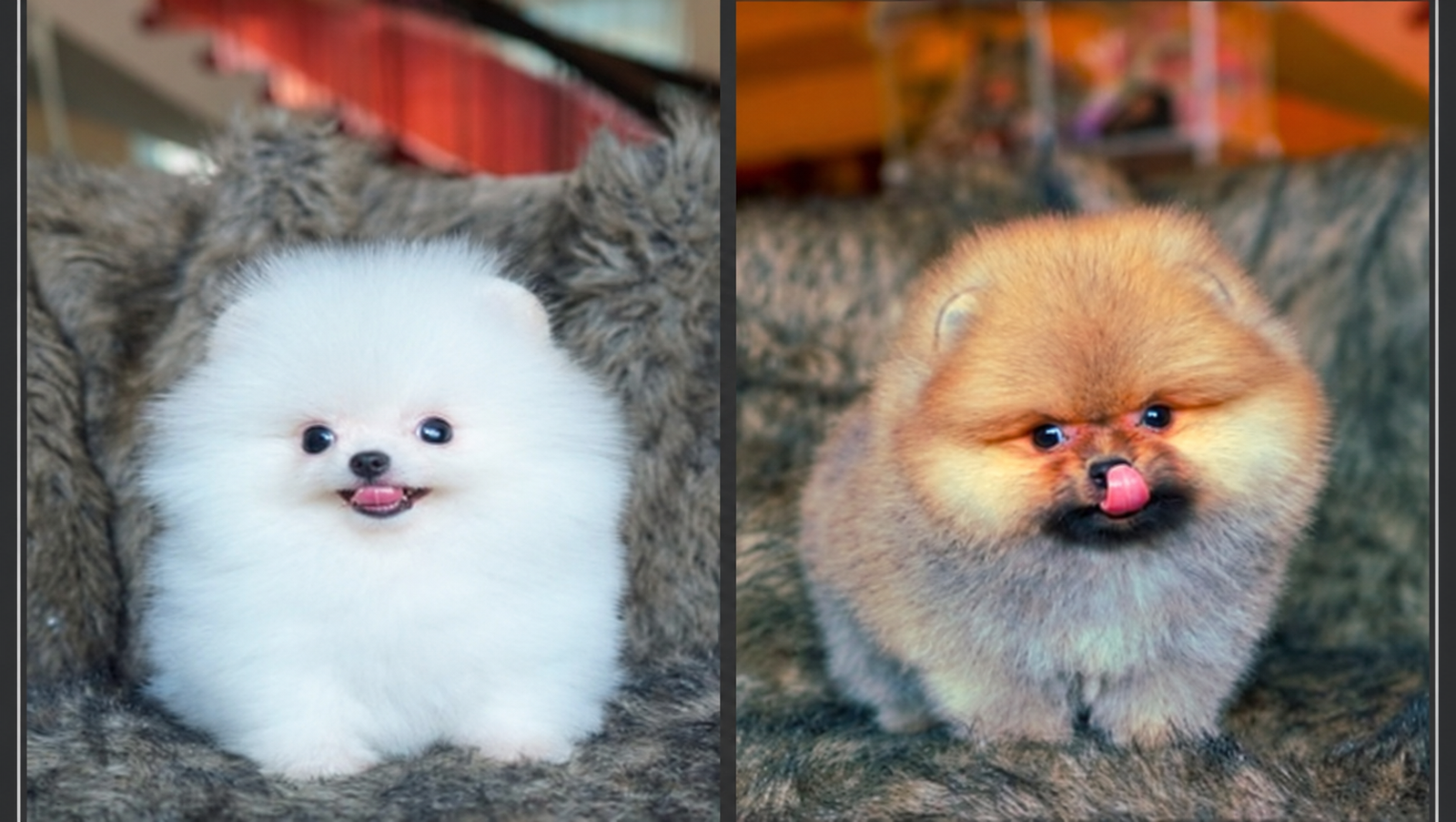 Mr. Noki dan Mr. Mocca Ares, puppy Pomeranian teddy bear