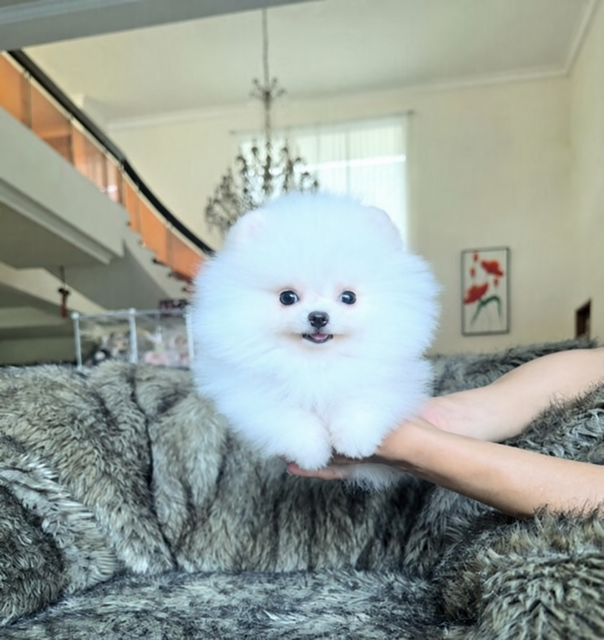 Puppy Pomeranian teddy bear berbulu putih di Surabaya