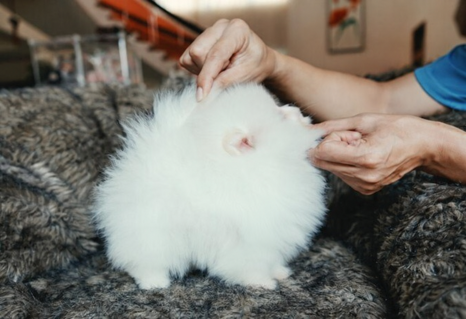 Tampak samping puppy Pomeranian teddy bear putih