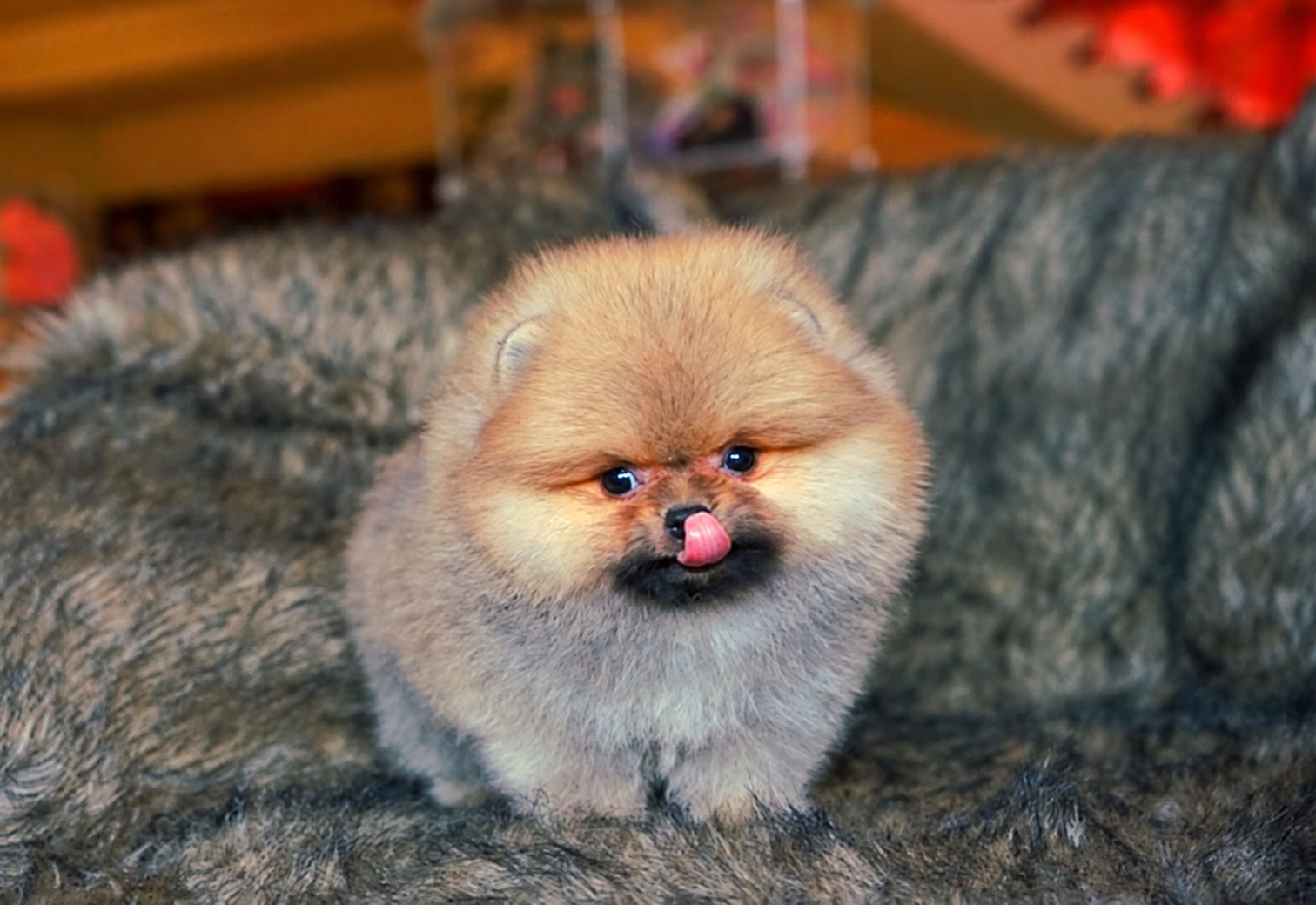 Puppy Pomeranian teddy bear berbulu lebat