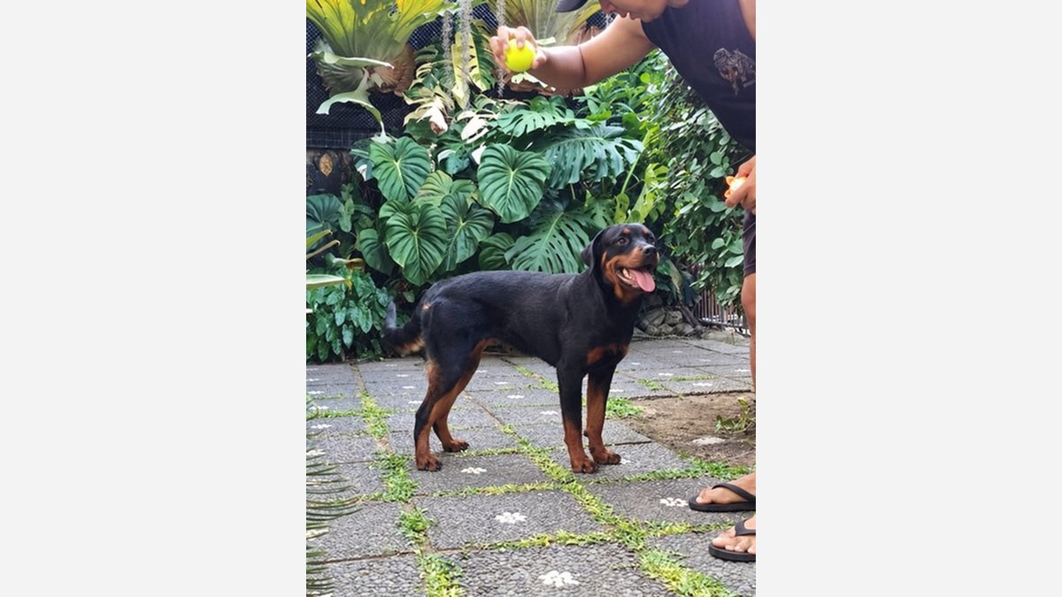 Jual Rottweiler Betina Remaja Umur 13 Bulan