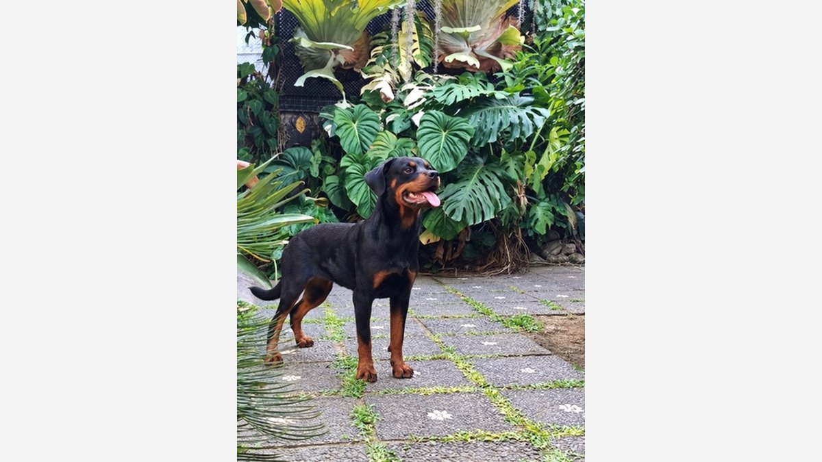 Foto Rottweiler betina remaja berdiri menghadap samping