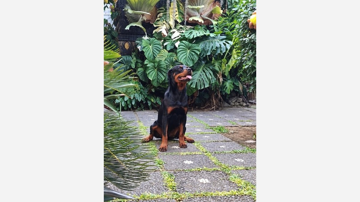 Foto Rottweiler betina remaja duduk di area taman