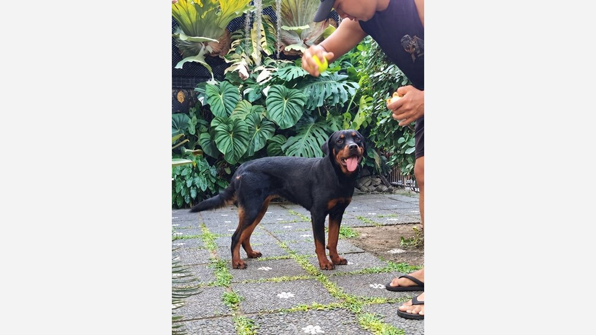 Foto Rottweiler betina remaja berdiri saat berinteraksi dengan pemilik