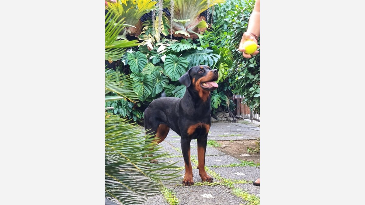 Foto Rottweiler betina remaja berdiri menatap bola