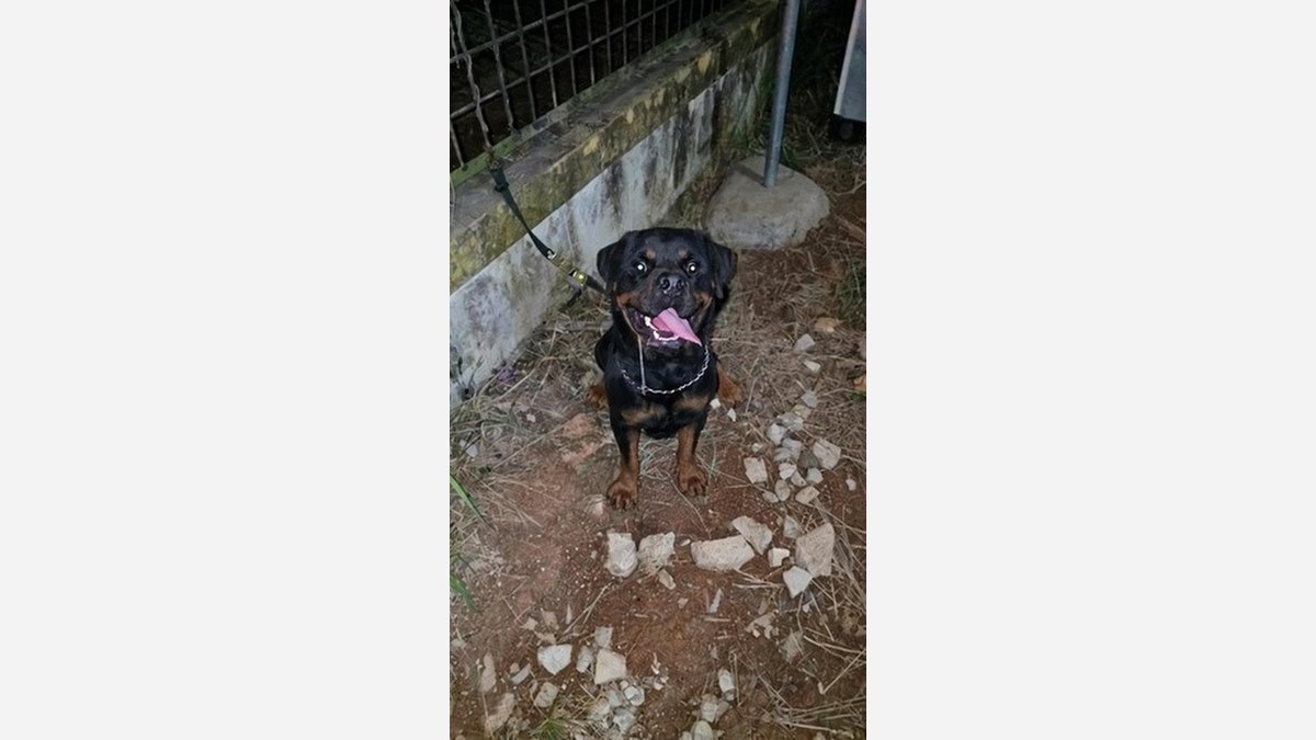 Jual Rottweiler Jantan Dewasa Stambum di Tangerang