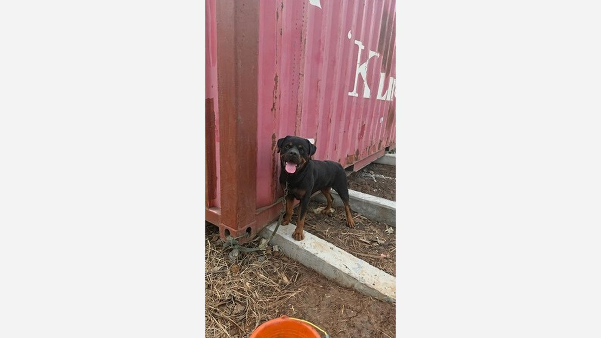 Tampak tubuh Rottweiler jantan dewasa di Tangerang