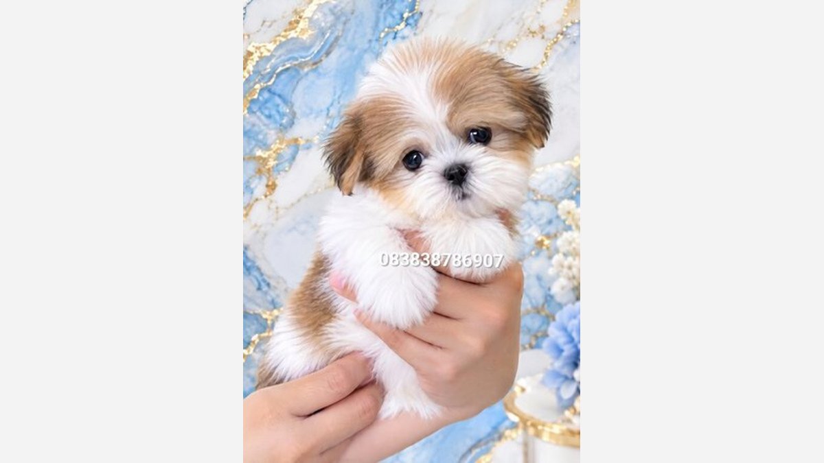 Jual Shih Tzu Betina Size Kecil Stambum di Semarang
