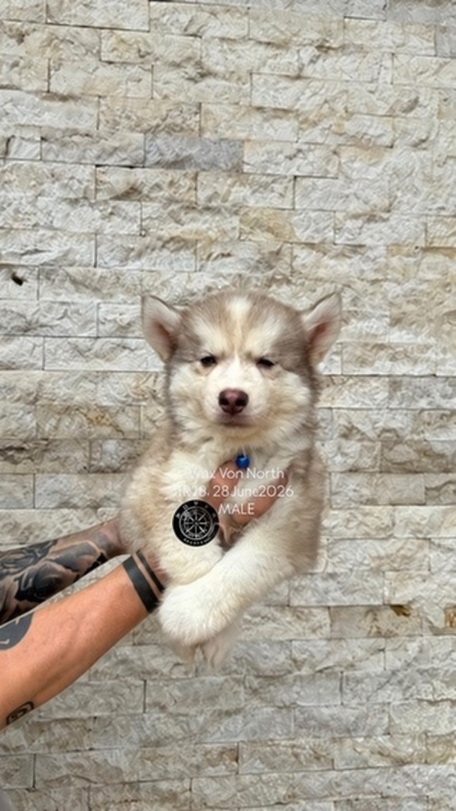 Jual Siberian Husky Puppies Jantan Northkennel di Bandung
