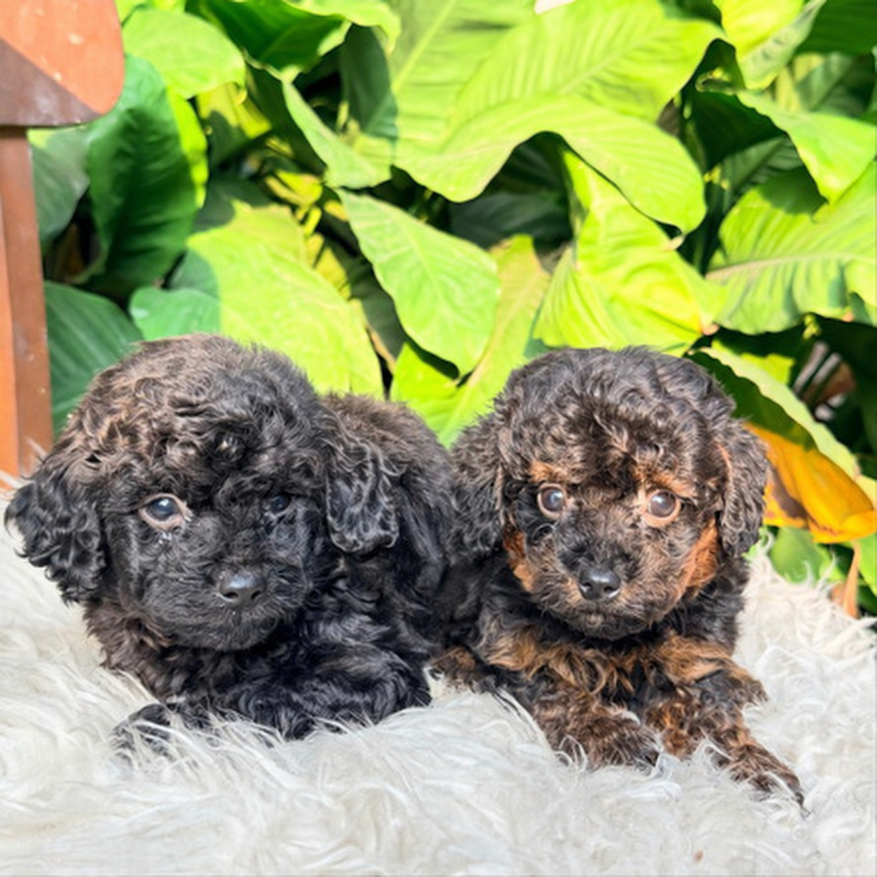 Jual 2 Toy Poodle Jantan Black dan Phantom di Sleman