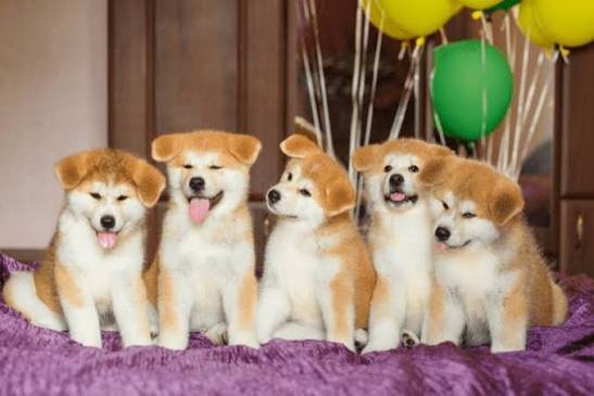 Akita Inu