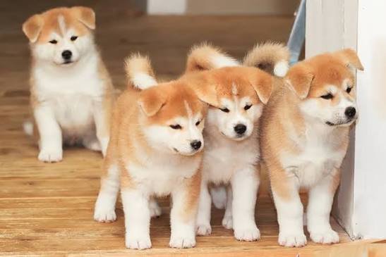 Akita Inu
