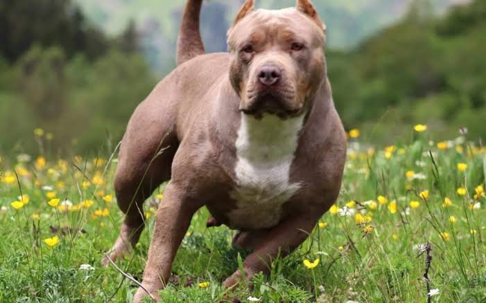American Bully