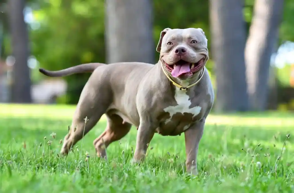 American Bully