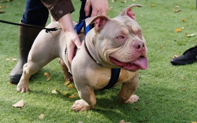 American Bully