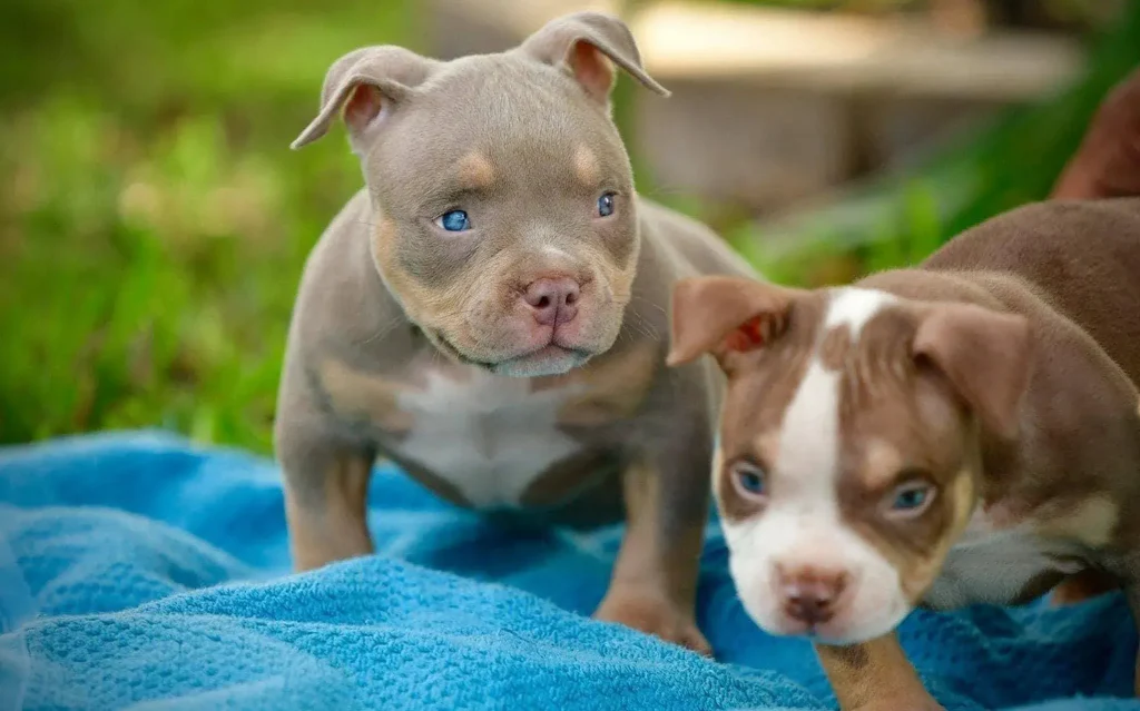 American Bully