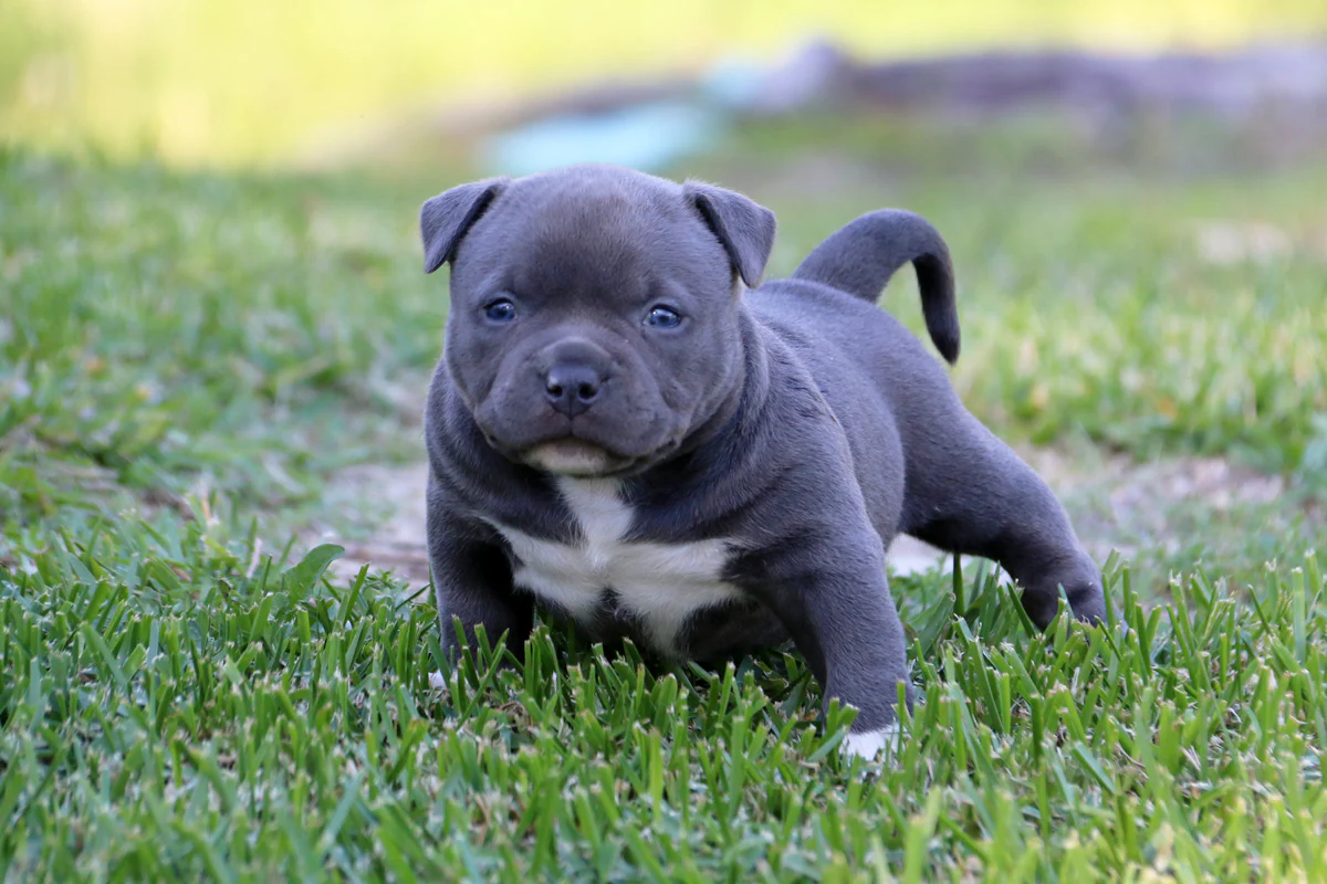 American Bully