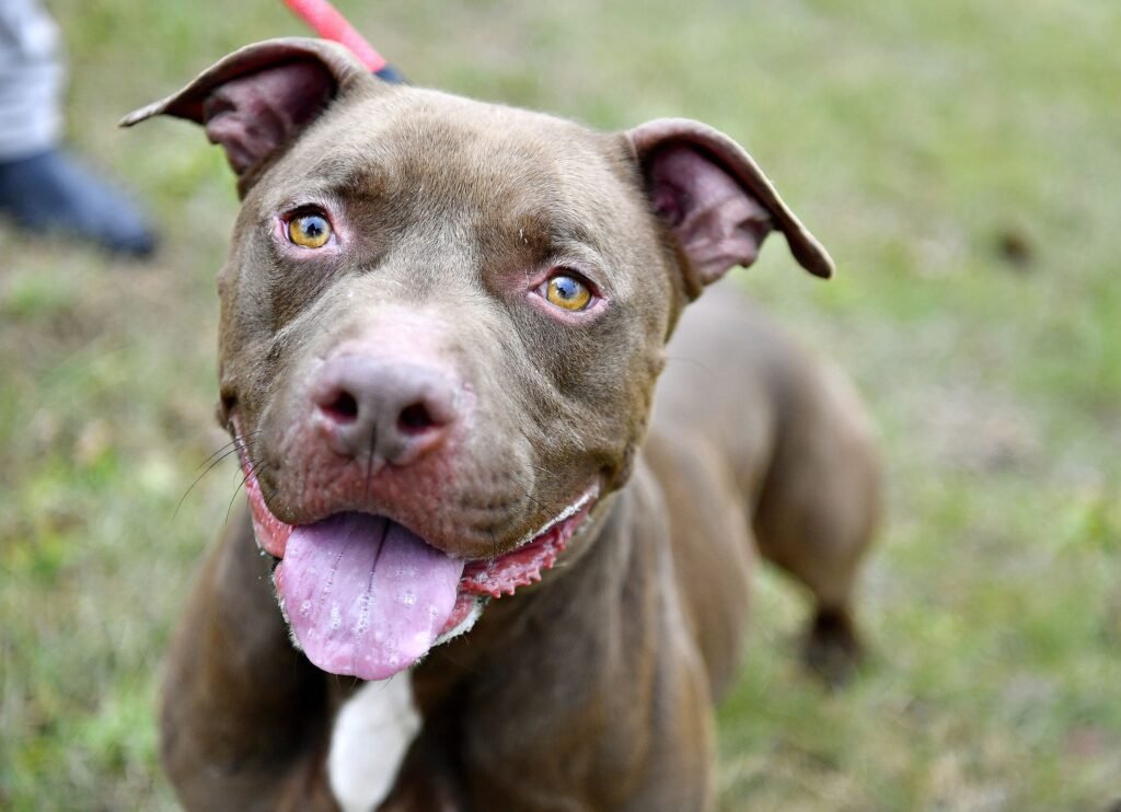 American Pit Bull Terrier