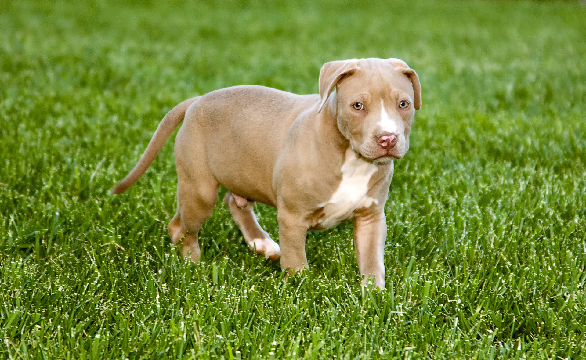 American Pit Bull Terrier