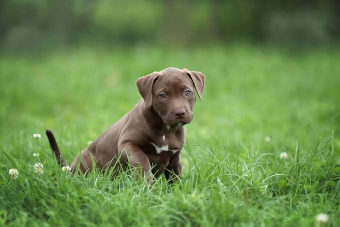 American Pit Bull Terrier