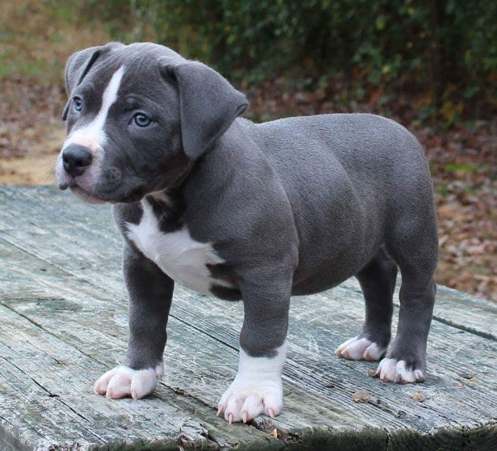 American Pit Bull Terrier