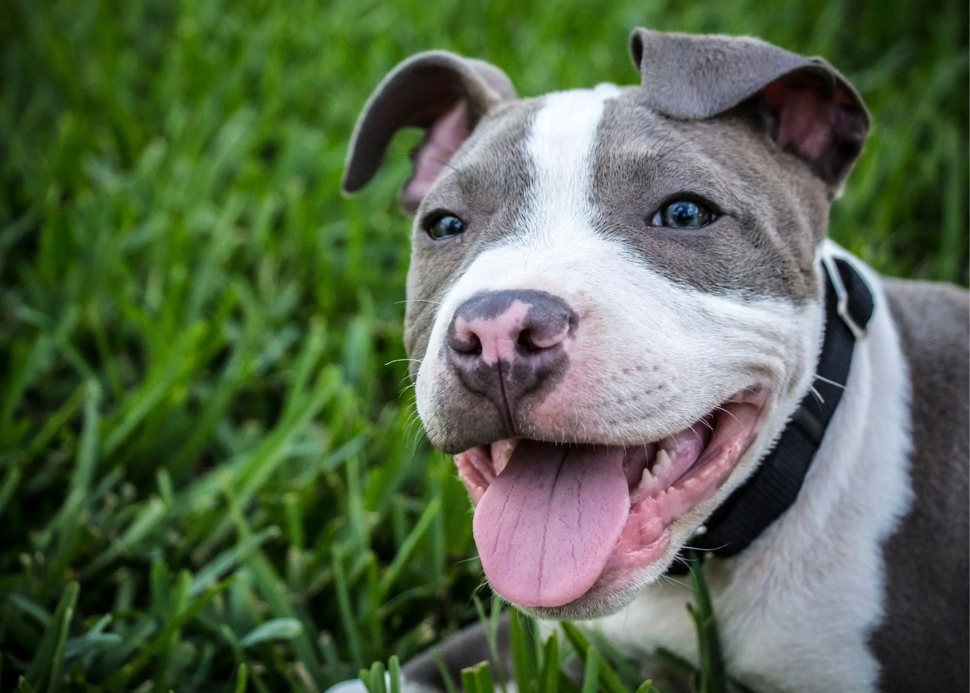 American Pit Bull Terrier
