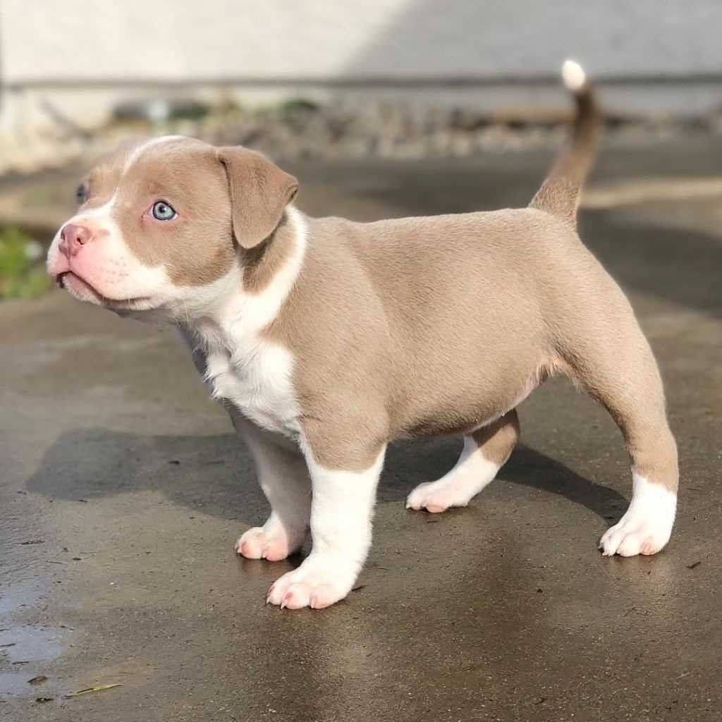 American Pit Bull Terrier