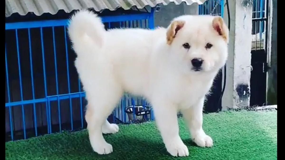 Anjing Kintamani Bali