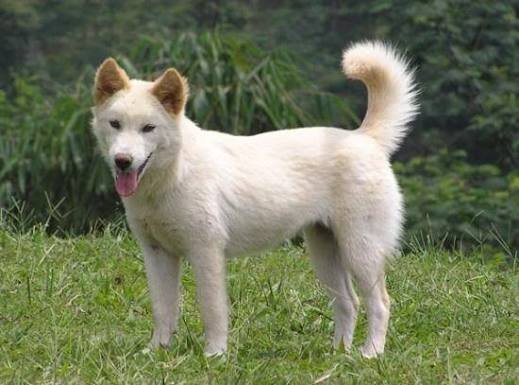 Anjing Kintamani Bali