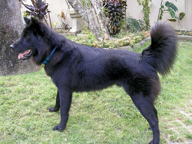 Anjing Kintamani Bali
