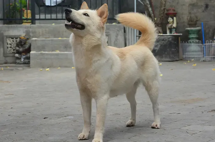 Anjing Kintamani Bali