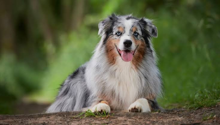 Australian Shepherd